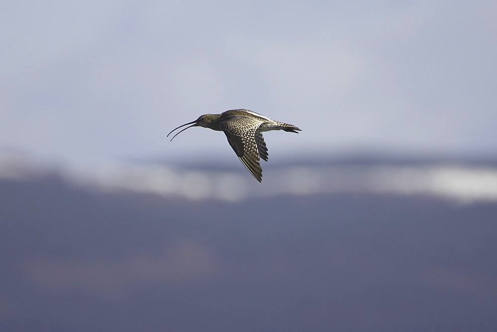 Curlew (Numenius arquata) flying and calling, snowy hills in background. Argyll, Scotland, UK