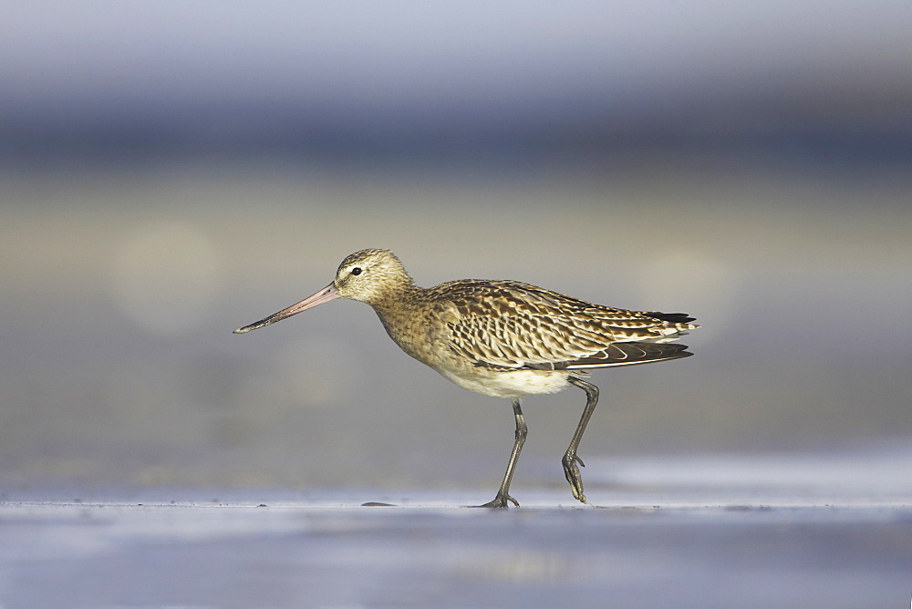 Bar-Tailed Godwit (Limosa lapponica) walking while foraging for food on beach, back foot up. Gott Bay, Argyll, Scotland, UK