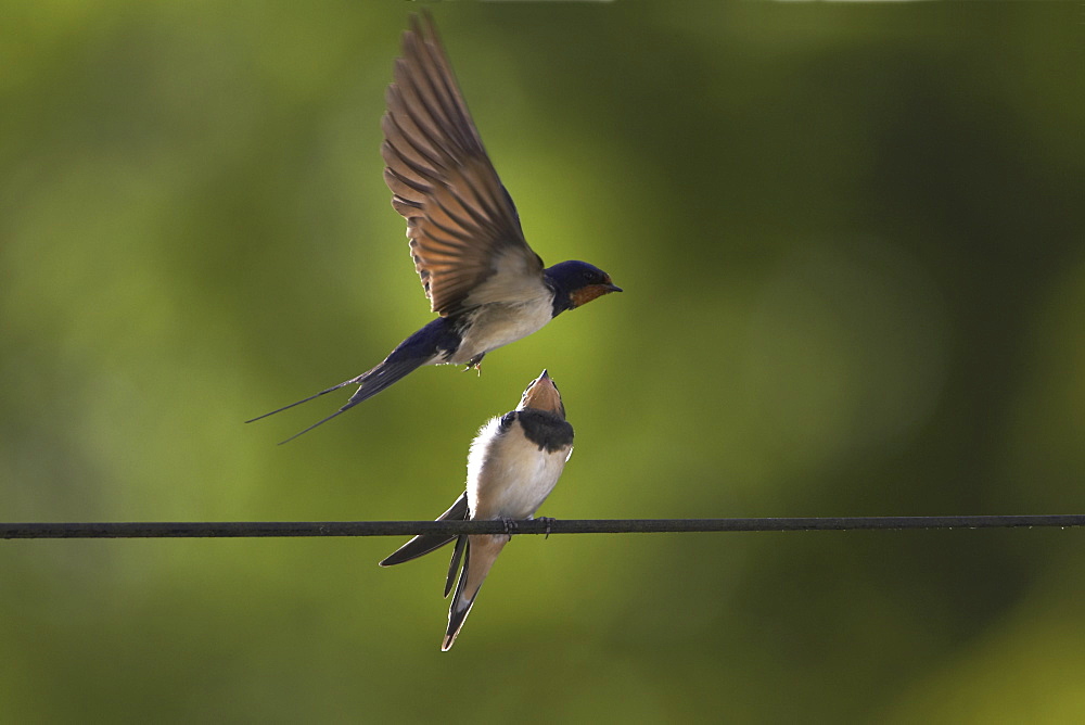 Swallow (Hirundo rustica) feeding young. Loch Awe. Argyll. Scotland, UK