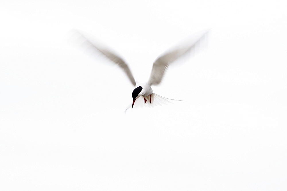 Arctic Tern (Sterna paradisaea) flying. Ganavan, Oban, Scotland, UK