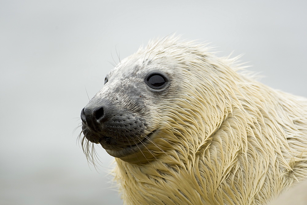 Grey Seal (Halichoerus grypus) pup portrait head shot with eyes open, taken on rocky beach in the west coast of Scotland. Mull of Kintyre near Campbeltown, Argyll, Scotland, UK