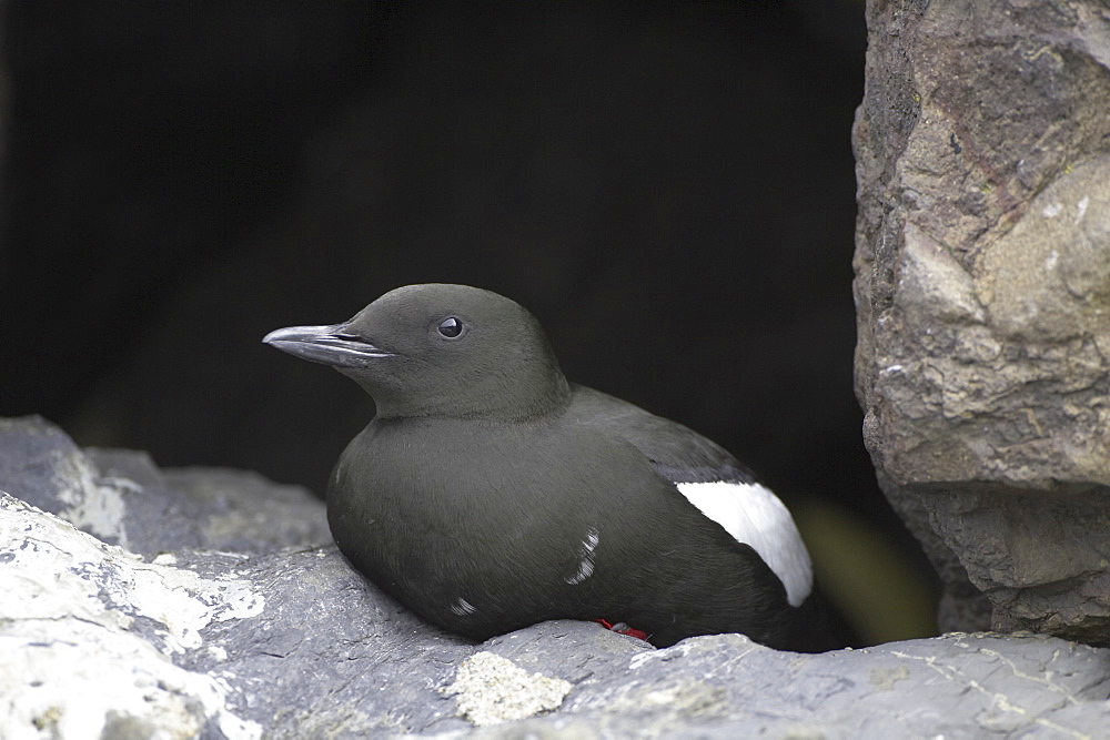 Black Guillemot (Cepphus grylle) sitting in a wall that a pair are nesting in. Black Guillemots nest in drains and holes in the sea wall in the middle of Oban town centre. Argyll, Scotland, UK