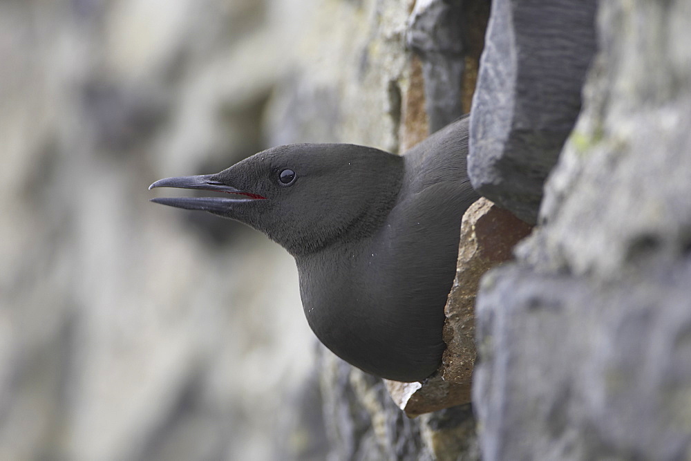 Black Guillemot (Cepphus grylle) calling while sitting in a drain pipe that a pair are nesting in. Black Guillemots nest in drains and holes in the sea wall in the middle of Oban town centre. Argyll, Scotland, UK