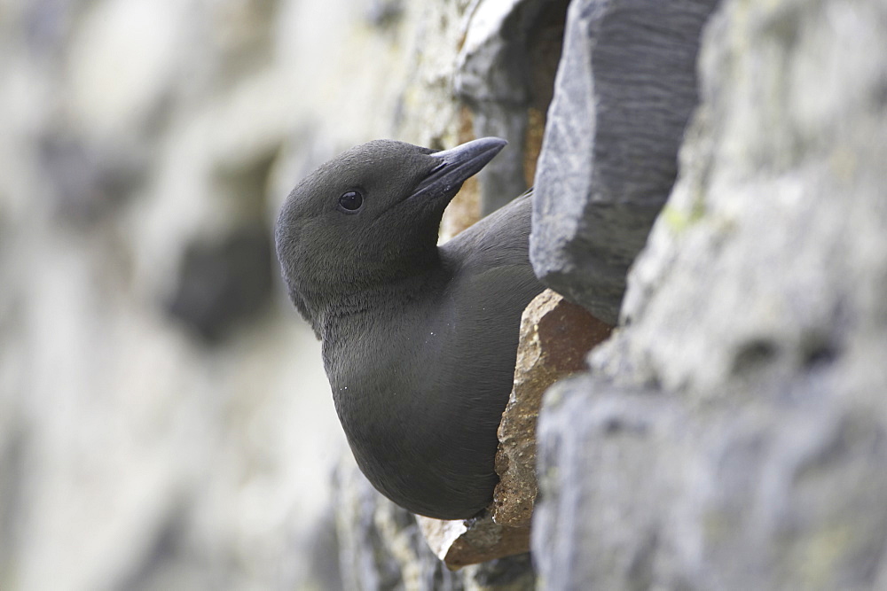 Black Guillemot (Cepphus grylle) sitting in a drain pipe that a pair are nesting in. Black Guillemots nest in drains and holes in the sea wall in the middle of Oban town centre. Argyll, Scotland, UK