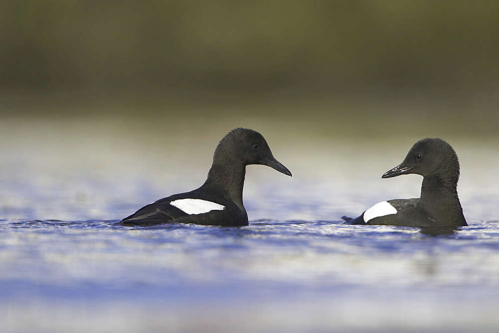 Black Guillemot (Cepphus grylle) circling in a paring/mating ritual  in the middle of Oban Bay with boats in the background.  Black Guillemots nest in drains and holes in the sea wall in the middle of Oban town centre. Argyll, Scotland, UK