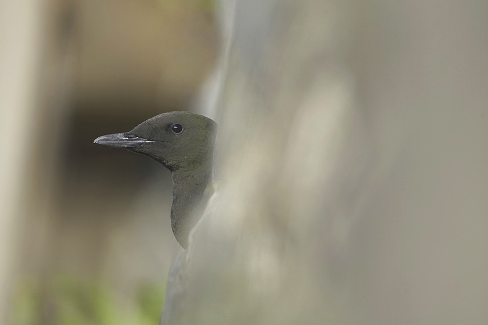 Black Guillemot (Cepphus grylle) sitting in a drain pipe that a pair are nesting in. Black Guillemots nest in drains and holes in the sea wall in the middle of Oban town centre. Argyll, Scotland, UK