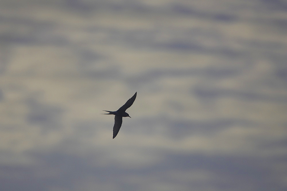 Arctic Tern (Sterna paradisaea) flying silhouetted against blue and white cloud pattern. Soroby. Argyll, Scotland, UK