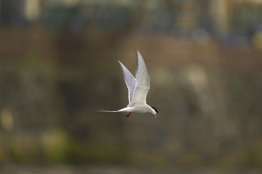 Arctic Tern (Sterna paradisaea) flying  in Oban town centre with fish in mouth. Oban. Argyll. Scotland, UK