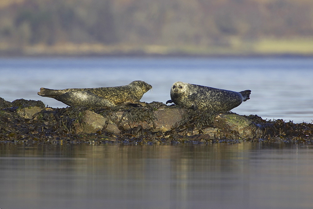 Common Seal (Phoca vitulina), two on rocks looking at each other tails up. Argyll, Scotland, UK