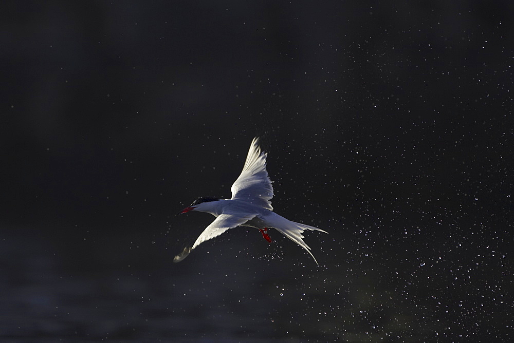 Common Tern (Sterna hirundo) emerging from water after a fishing dive. Oban, Argyll. Scotland, UK