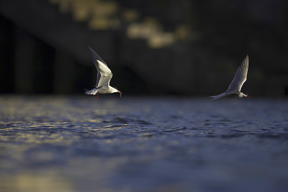 Common Tern (Sterna hirundo) pair flying with fish in mouth in Oban town centre while fishing. Oban. Argyll, Scotland, UK