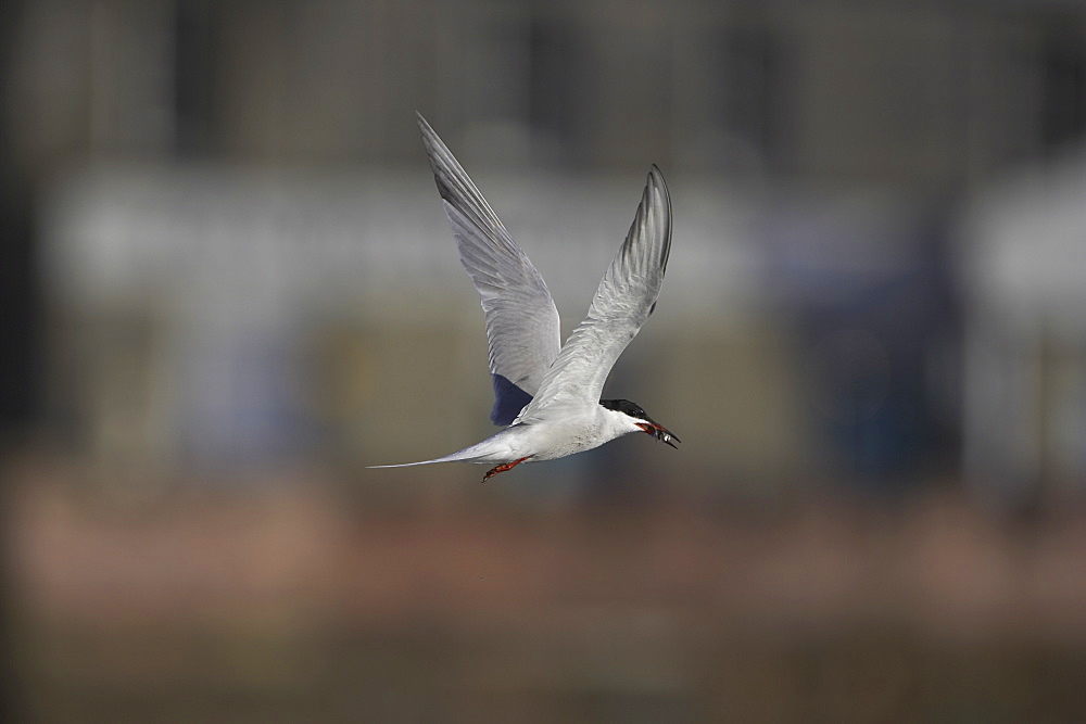 Common Tern (Sterna hirundo) flying with fish in mouth in Oban town centre while fishing. Oban. Argyll, Scotland, UK