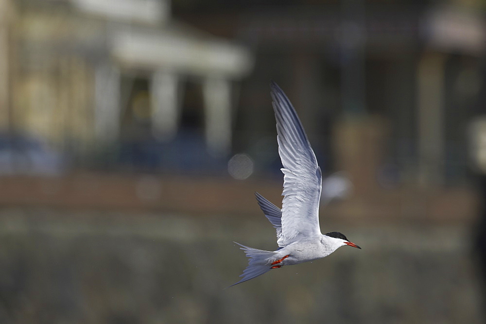 Common Tern (Sterna hirundo) flying  in Oban town centre while fishing. Oban. Argyll, Scotland, UK