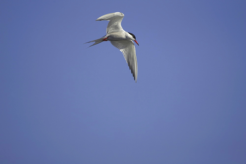 Common Tern (Sterna hirundo) flying in Oban town centre while fishing. Oban, Argyll. Scotland, UK