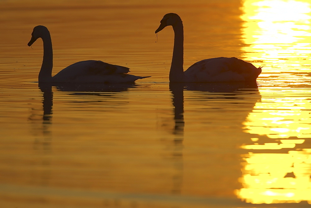 Mute Swan (Cygnus olor) silhouetted against rising suns reflection in water Angus Scotland, UK