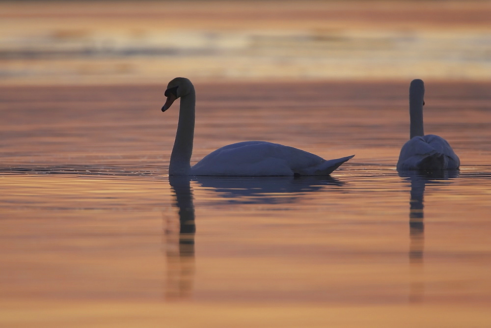 Mute Swan (Cygnus olor) silhouetted against rising suns reflection in water Angus Scotland, UK