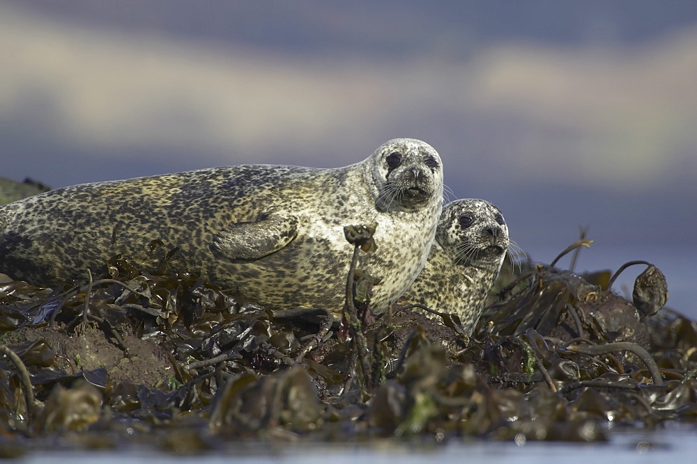 Common Seal (Phoca vitulina), two in bed of seaweed on rocks. Argyll, Scotland, UK