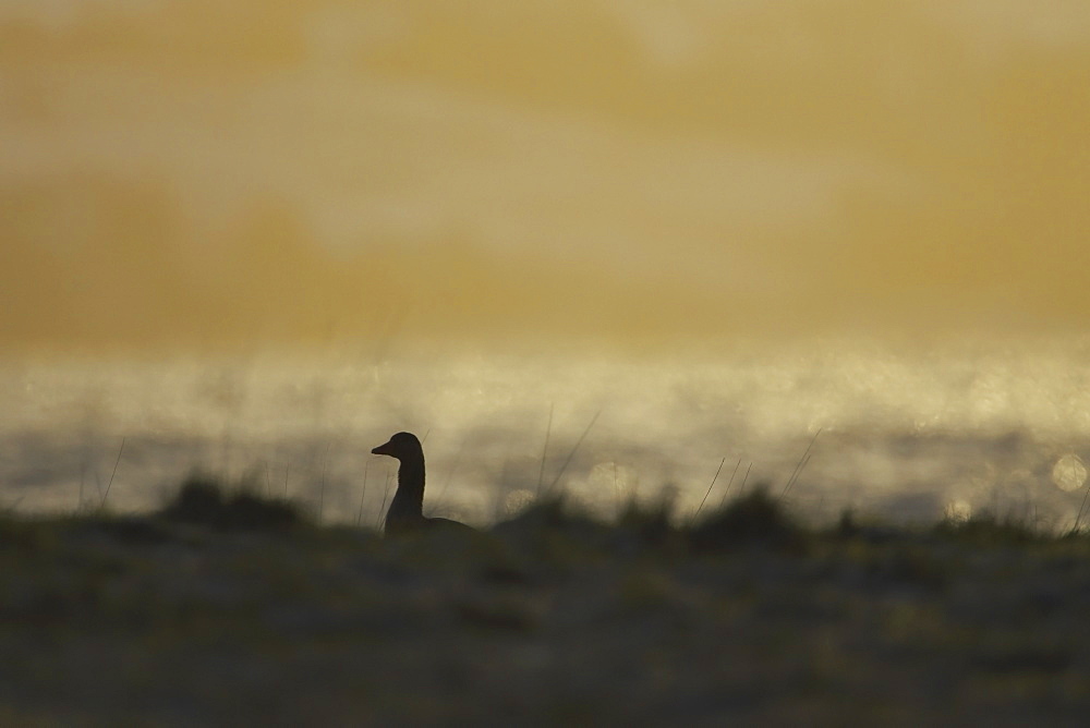 Greylag Goose (Anser anser), silhouetted against early morning sun while feeding in long beach grass. Argyll, Scotland, UK