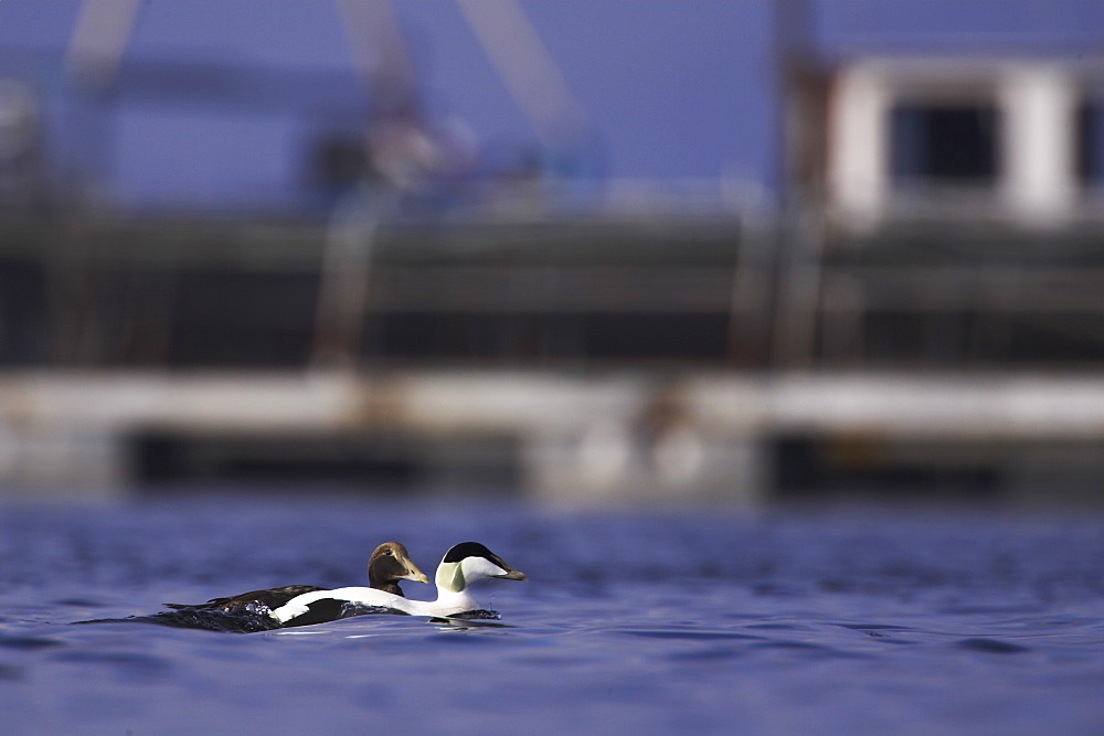 Eider duck (Somateria mollissima), male and juvenile swimming past a fish farm, tend to raft there in the winter. 