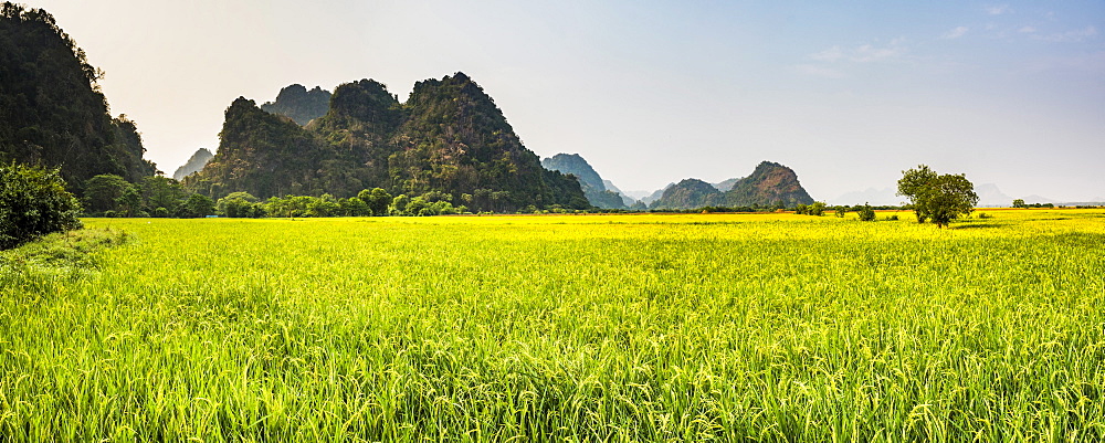 Rice paddy fields at Sadan Cave (aka Saddar Caves), Hpa An, Kayin State (Karen State), Myanmar (Burma), Asia