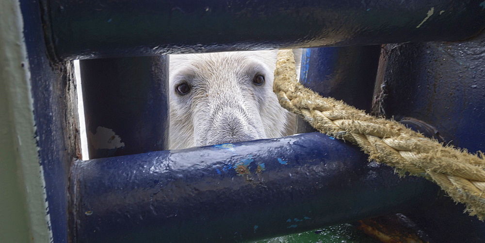 Polar Bear (Ursus maritimus) looking through an opening in ship's deck, Svalbard Archipelago, Arctic, Norway, Europe