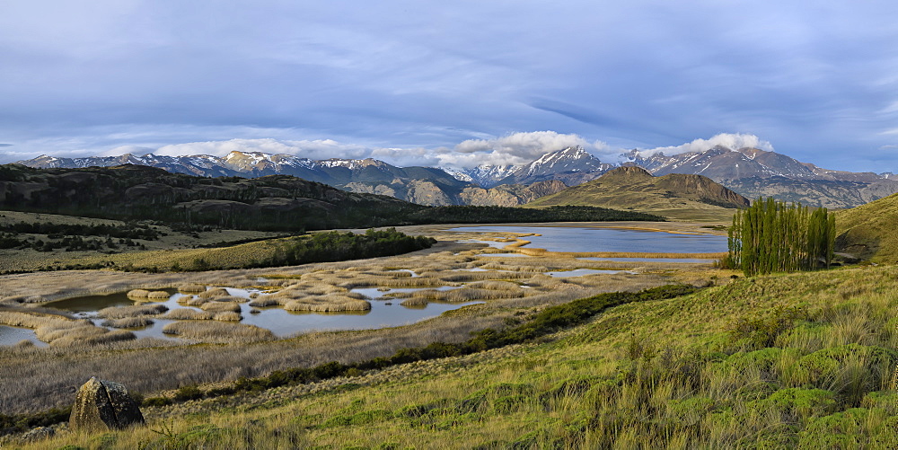 Poplar trees in front of the Andes, Patagonia National Park, Chacabuco valley near Cochrane, Aysen Region, Patagonia, Chile, South America