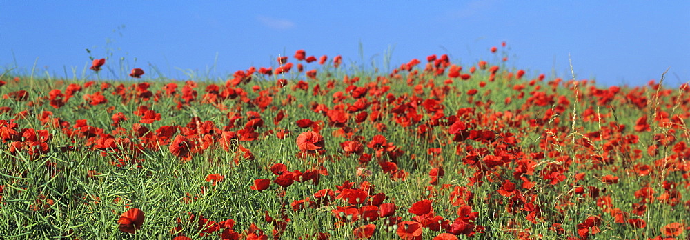 Field of poppies, Neresheim, Swabian Alb, Baden Wurttemberg, Germany, Europe