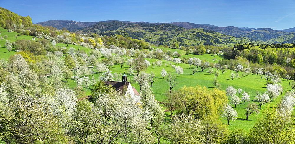 Cherry blossom at Berghausen Chapel, Ebringen, Markgrafler Land, Black Forest, Baden-Wurttemberg, Germany, Europe