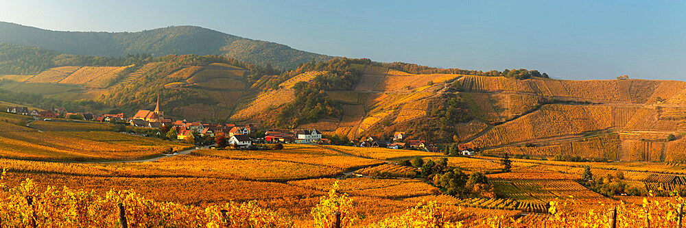 Vineyards, Rodern, Alsace, Alsatian Wine Route, Haut-Rhin, France, Europe