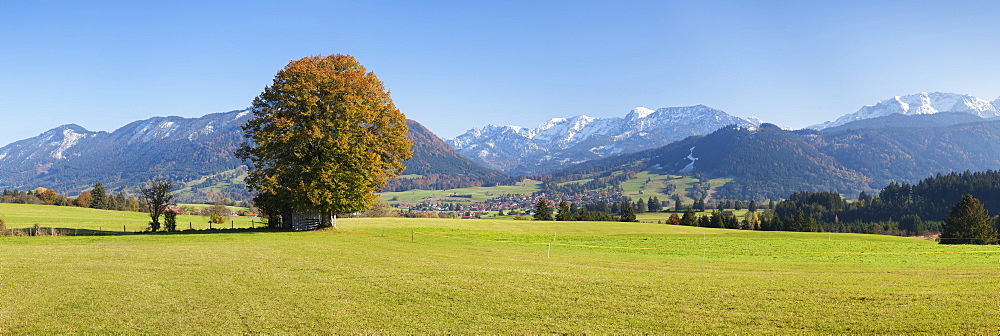 Single tree in Prealps landscape in autumn, Fussen, Ostallgau, Allgau, Allgau Alps, Bavaria, Germany, Europe