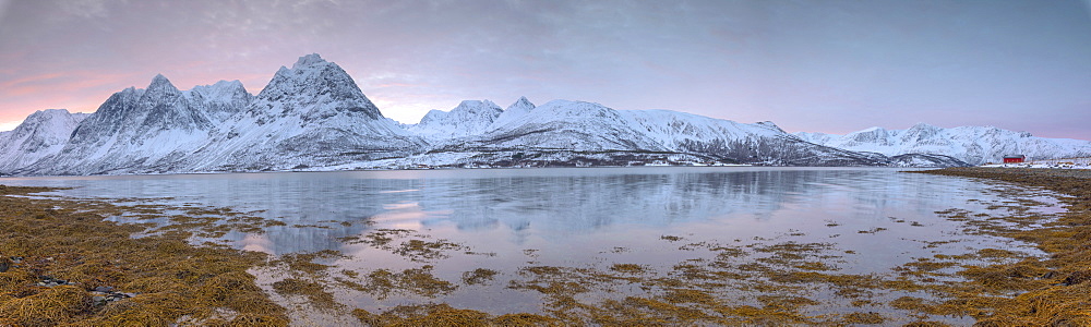 Panorama of pink sky at dawn on snowy fields and wooden hut surrounded by frozen sea, Svensby, Lyngen Alps, Troms, Norway, Scandinavia, Europe