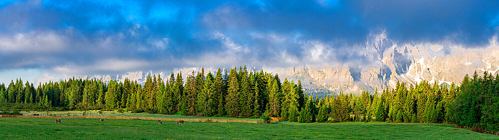 Green woods and pastures of Malga Nemes at sunrise in summer, Sesto (Sexten), Val Pusteria, Sesto Dolomites, South Tyrol, Italy, Europe