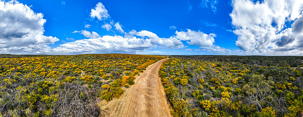 Road leading through spring blossom flowers, Western Australia, Australia, Pacific