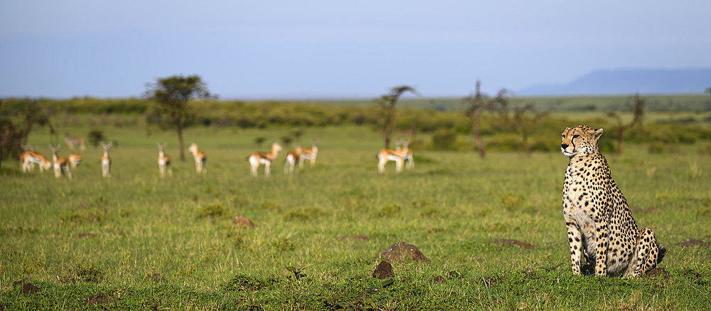 Cheetah (Acinonyx Jubatus), Maasai Mara, Mara North, Kenya, East Africa, Africa