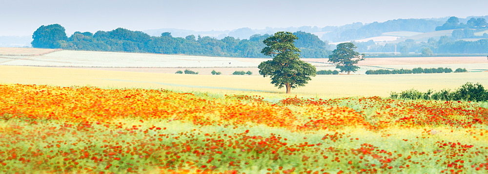 Poppy fields, Deddington, Oxfordshire, England, United Kingdom, Europe