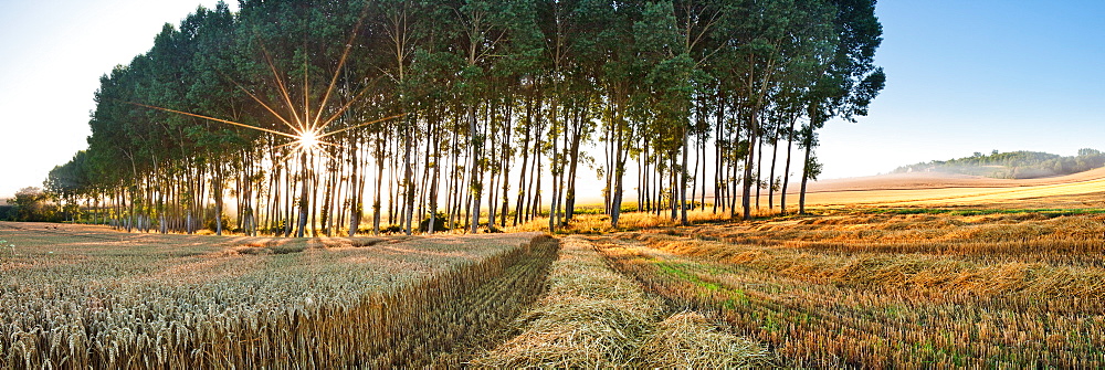 Poplar trees, Chillac, Charente, France, Europe