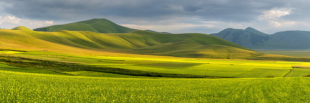 Fields of flowering lentils on the Piano Grande, Monti Sibillini National Park, Perigua District, Umbria, Italy, Europe