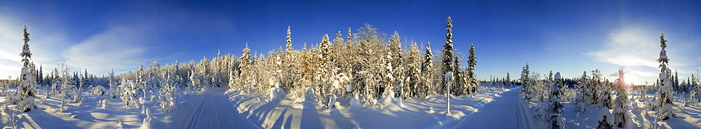 Snow covered trees and track, Kuusamo, Lapland, Finland, Europe