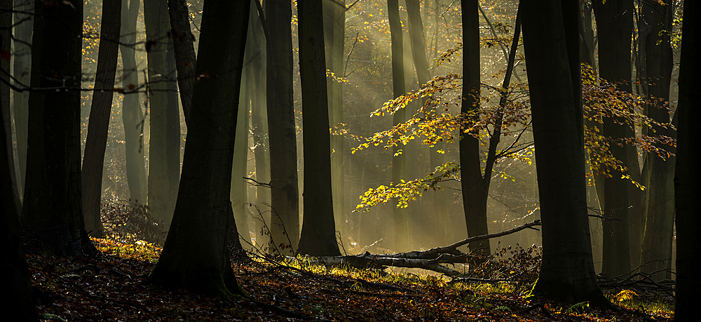 Common beech (Fagus sylvatica) trees, morning sunlight, autumn colour, King's Wood, Challock, Kent, England, United Kingdom, Europe