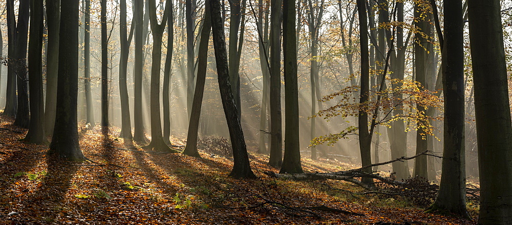 Common beech (Fagus sylvatica) trees, morning sunlight, autumn colour, King's Wood, Challock, Kent, England, United Kingdom, Europe