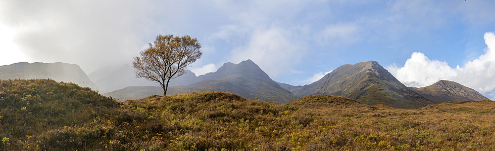 A lone tree and the Cuillins on The Isle of Skye, Inner Hebrides, Scottish Highlands, Scotland, United Kingdom, Europe