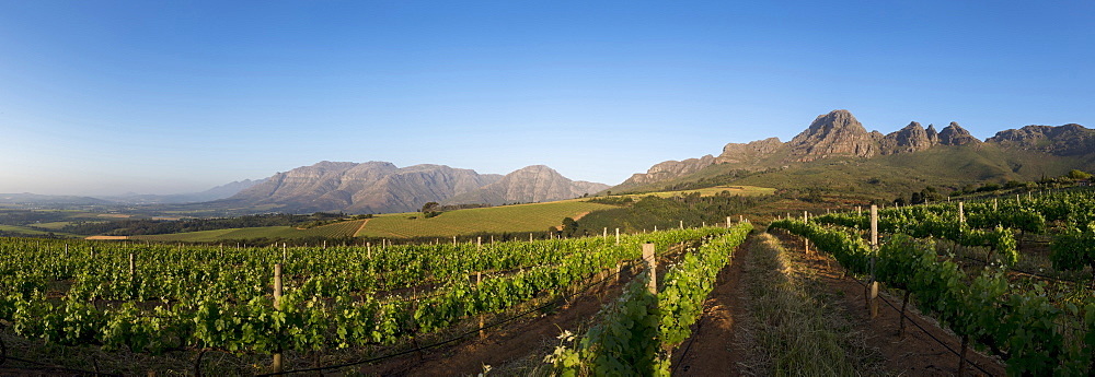 Vineyards near Stellenbosch in the Western Cape, South Africa, Africa