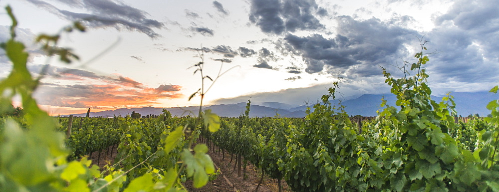 Malbec vineyards at the foot of the Andes in the Uco Valley near Mendoza, Argentina, South America