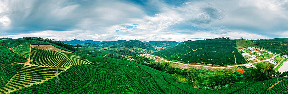 Panoramic aerial view of Arabica coffee field plantations in Minas Gerais, Brazil, South America