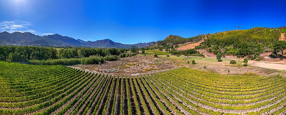 Trails through flowers and wildlife at Mont Rochelle Nature Reserve with views over Franschhoek Valley and Franschhoek, a town with centuries-old vineyards and Cape Dutch architecture, Franschhoek, Western Cape, South Africa, Africa