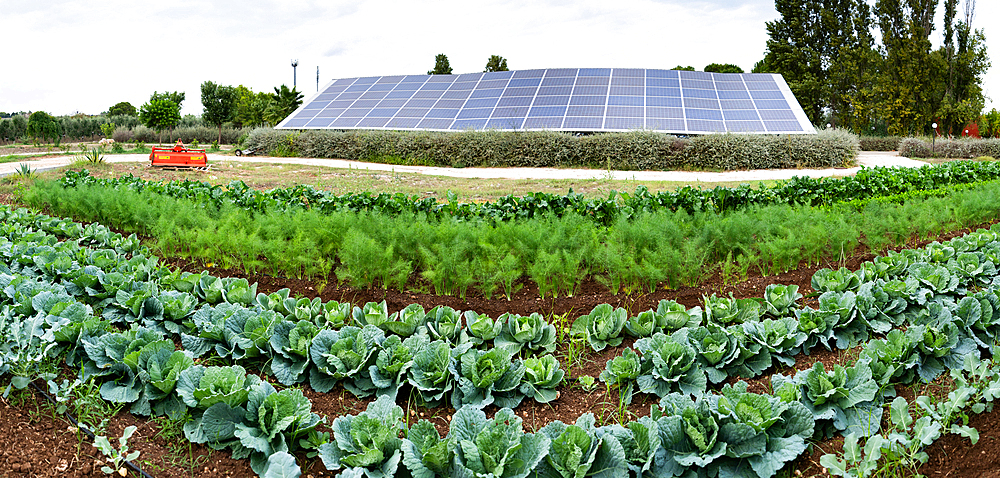 vegetables growing on an organic farm solar panel in background