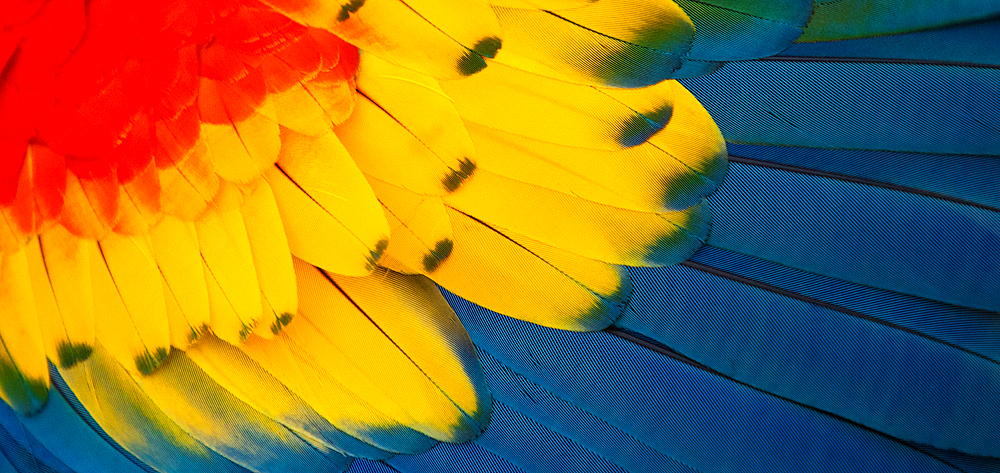 close up of Scarlet macaw bird's feather