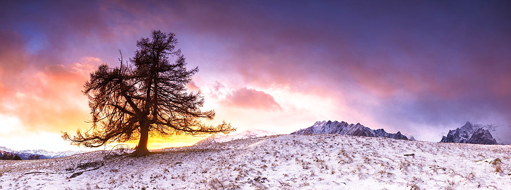 Lonely tree at sunset, Valmasino, Valtellina, Lombardy, Italy, Europe