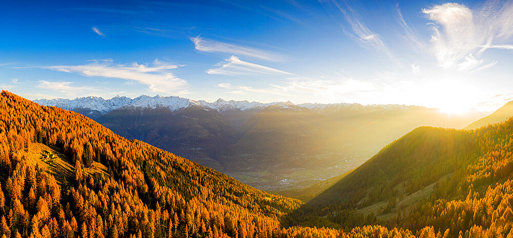 Panoramic view of the larch forest in autumn at sunset, Alpe Mara, Valtellina, Lombardy, Italy, Europe