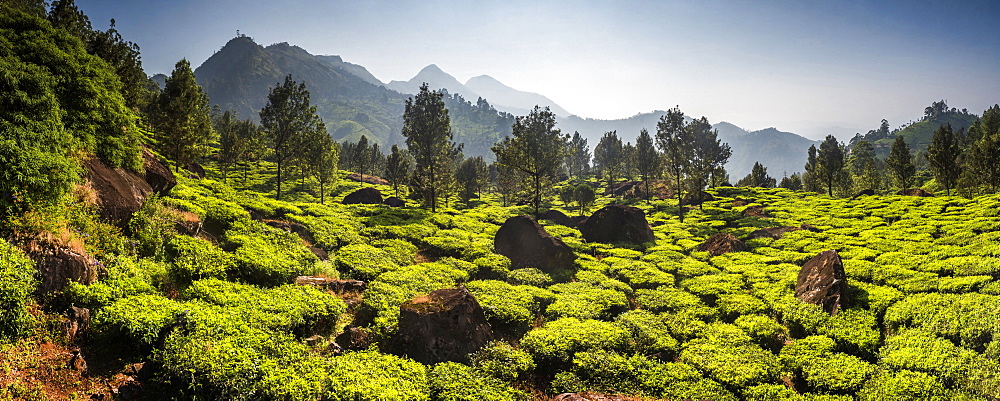 Tea plantations, Munnar, Western Ghats Mountains, Kerala, India, Asia